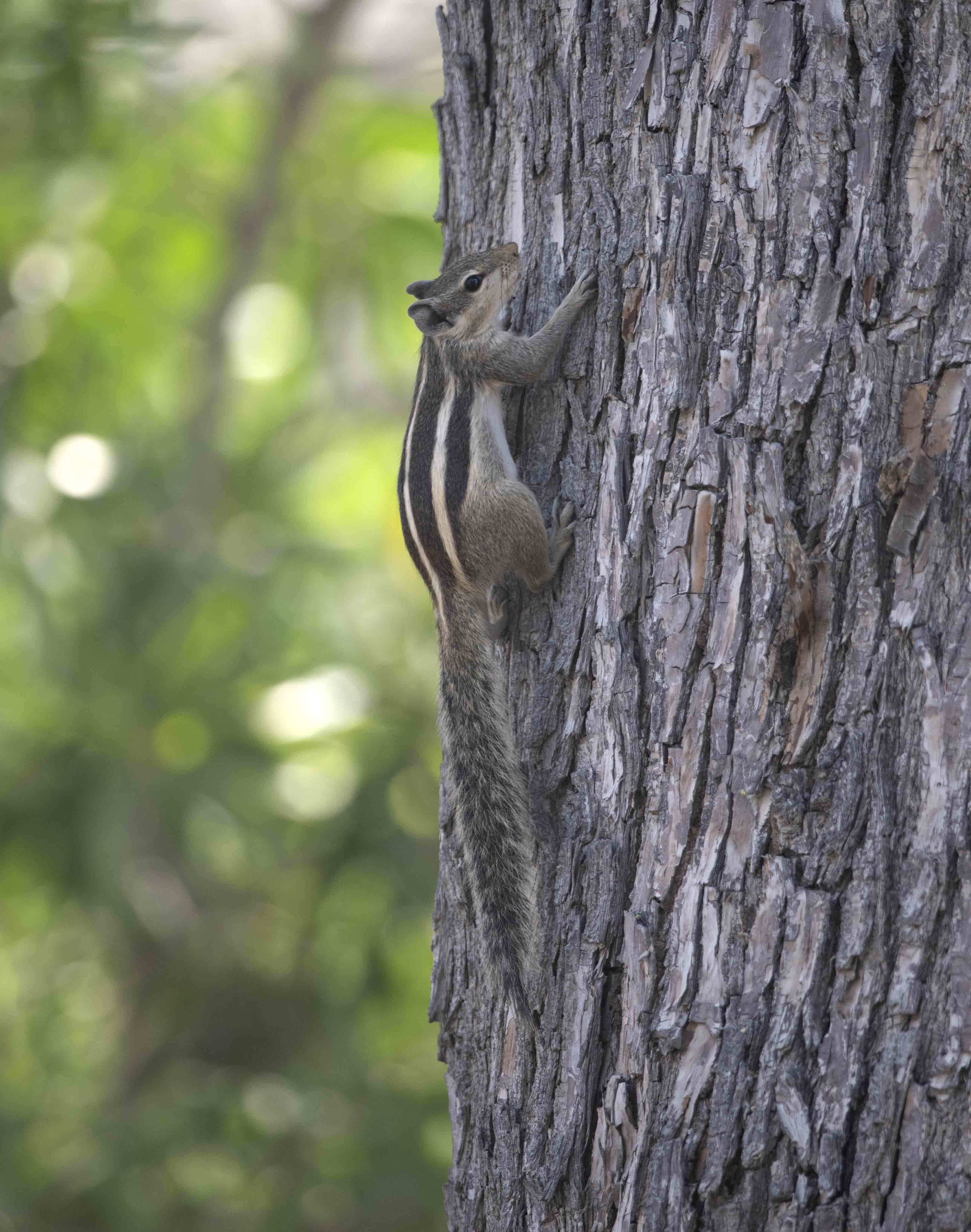 3. Funambulus pennantii (Wroughton, 1905) - Five-striped Palm Squirrel