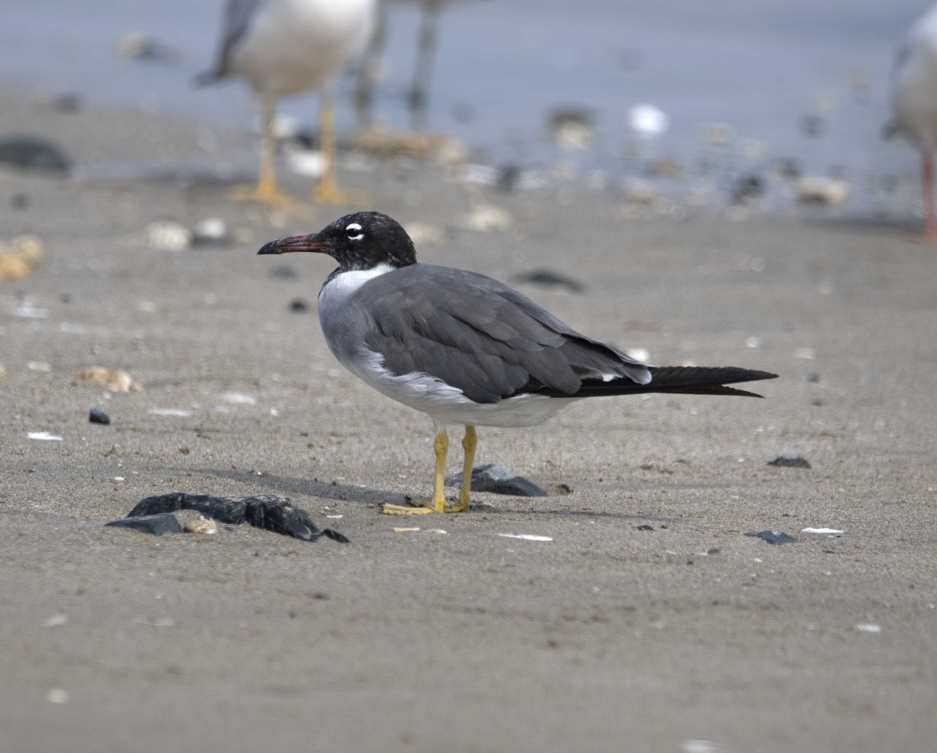 9. White-eyed Gull - Ichthyaetus leucophthalmus