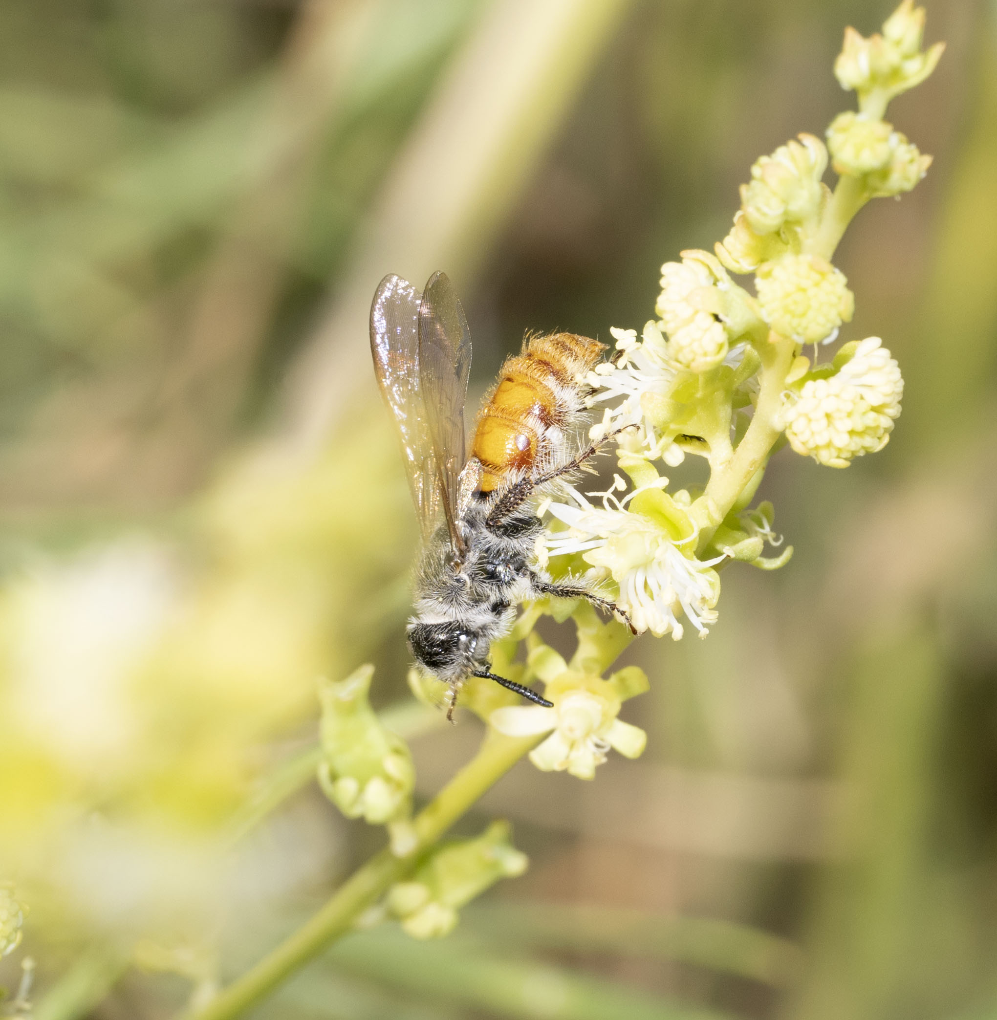 2. Micromeriella aureola (Klug, 1832) - female