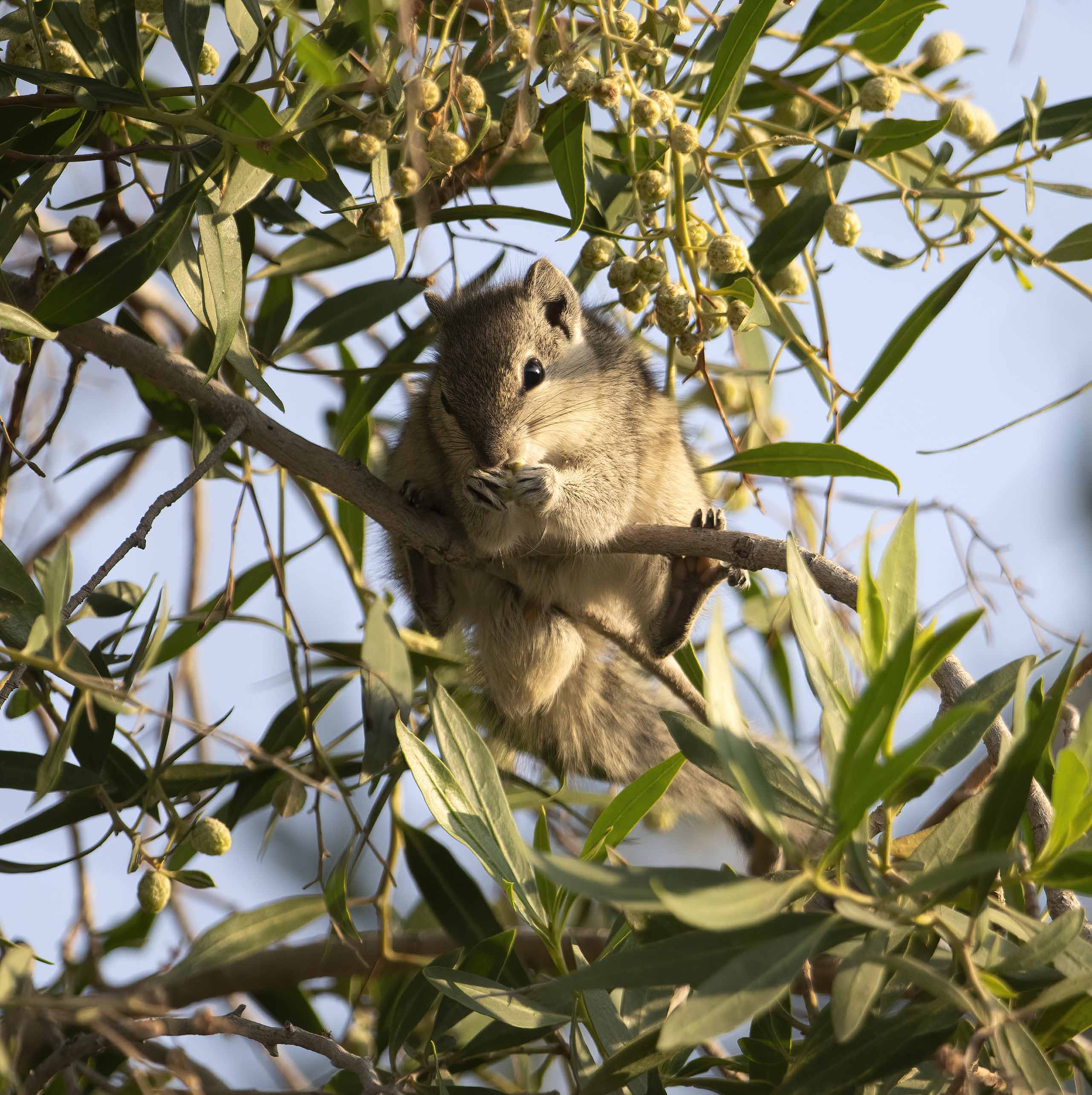 3. Funambulus pennantii (Wroughton, 1905) - Five-striped Palm Squirrel