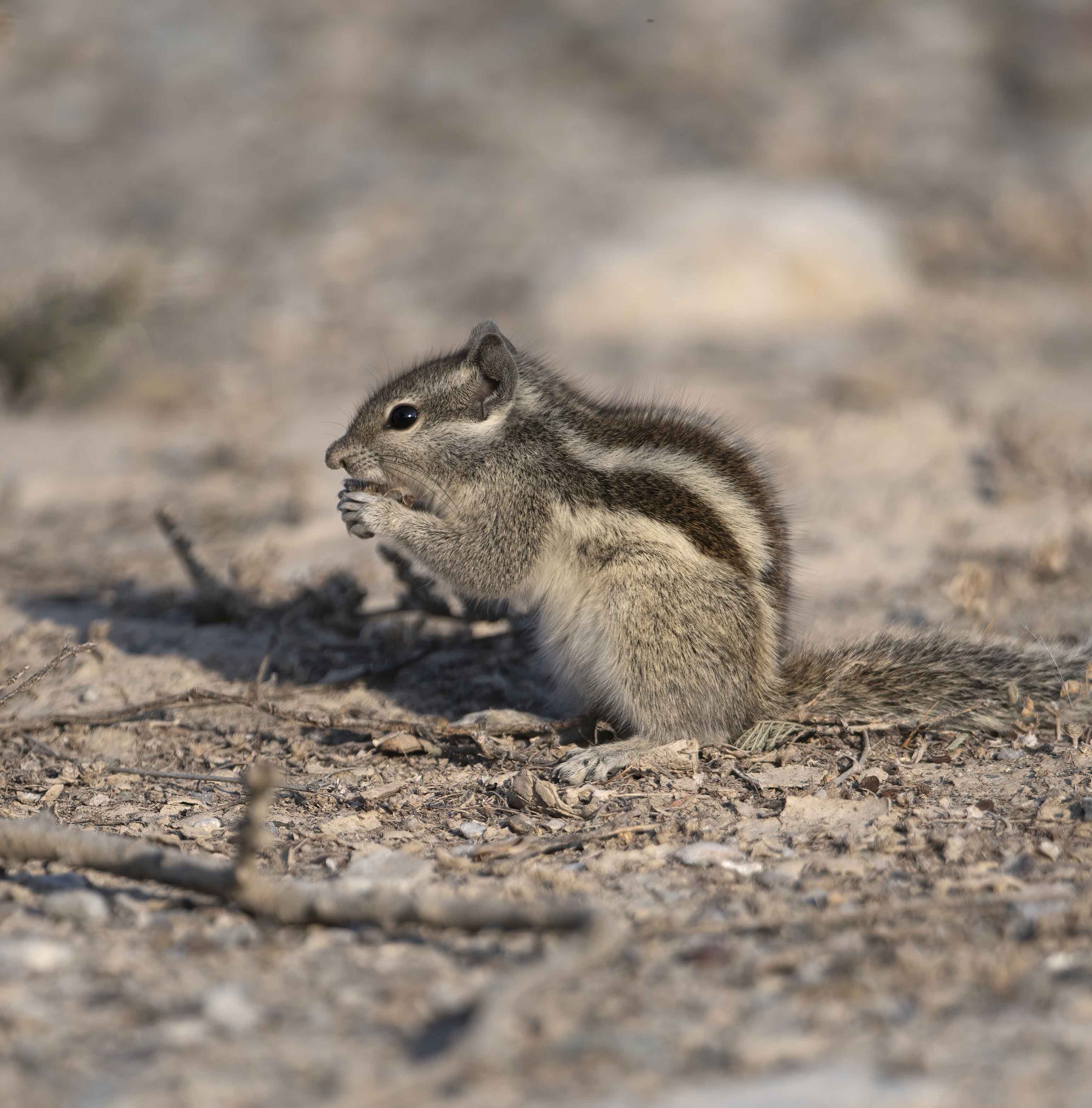 3. Funambulus pennantii (Wroughton, 1905) - Five-striped Palm Squirrel