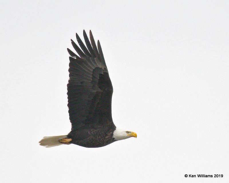 Bald Eagle adult, below Pensacola Dam, OK 2-14-19, Jpa_34128.jpg
