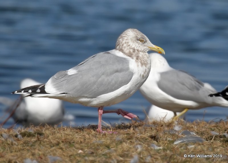 Herring Gull nonbreeding adult, Lake Hefner, OK, 2-8-19, Jpa_33906.jpg