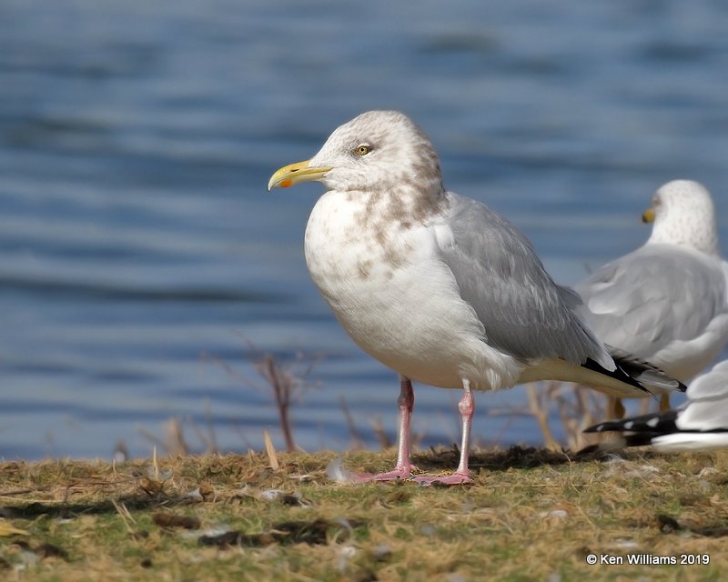 Herring Gull nonbreeding adult, Lake Hefner, OK, 2-8-19, Jpa_33918.jpg