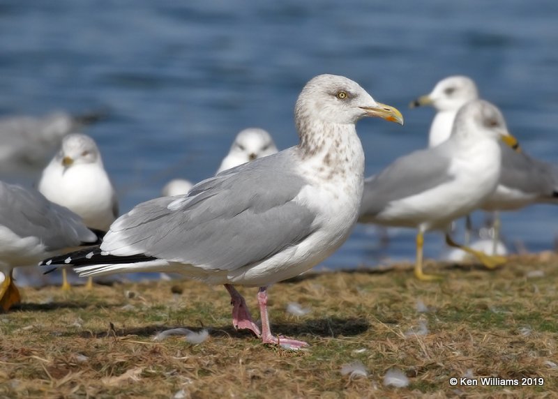 Herring Gull nonbreeding adult, Lake Hefner, OK, 2-8-19, Jpa_33934.jpg