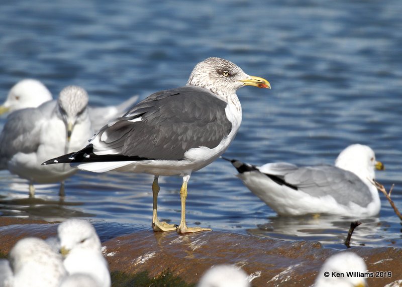 Lesser Black-backed Gull, nonbreeding, Lake Hefner, OK, 2--8-19, Jpa_33836.jpg