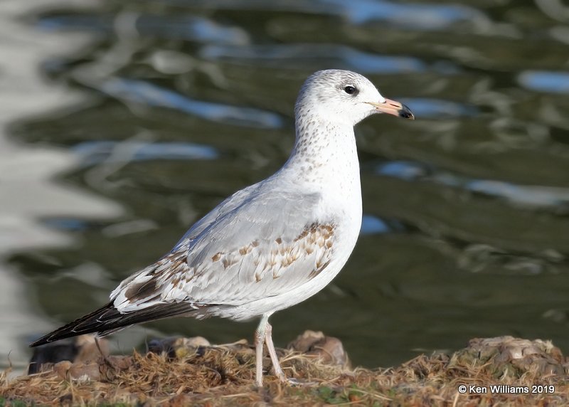 Ring-billed Gull, 1st cycle, Lake Hefner, OK, 2-8-19, Jpa_33476.jpg