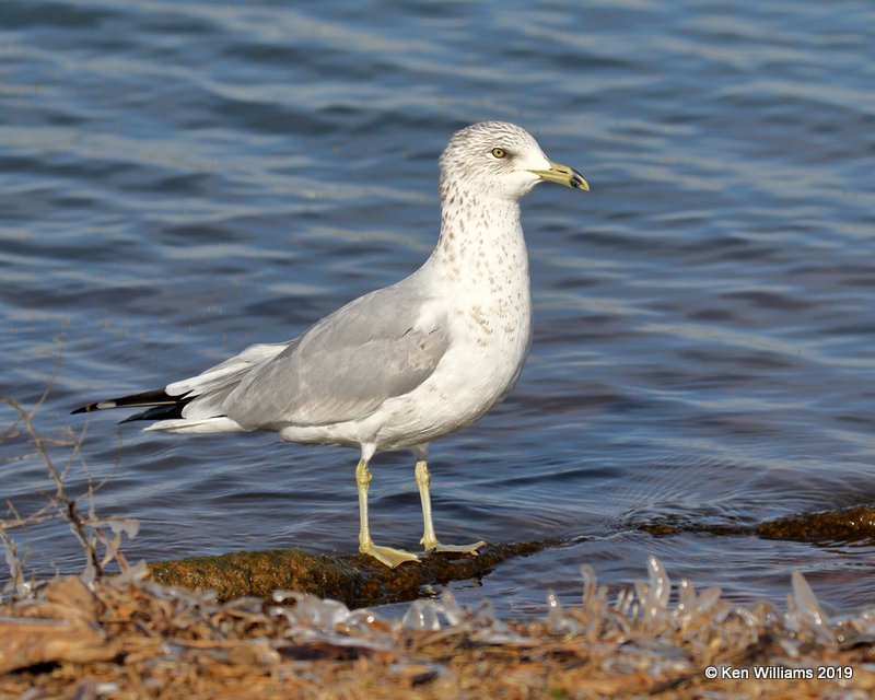 Ring-billed Gull, nonbreeding, Lake Hefner, OK, 2-8-19, Jpa_33586.jpg
