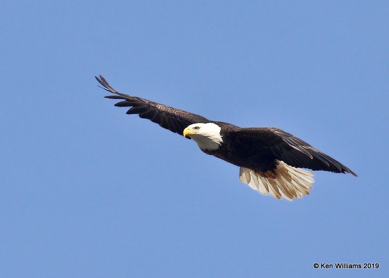 Bald Eagle adult, below Pensacola Dam, OK, 2-18-19, Jpa_34472.jpg