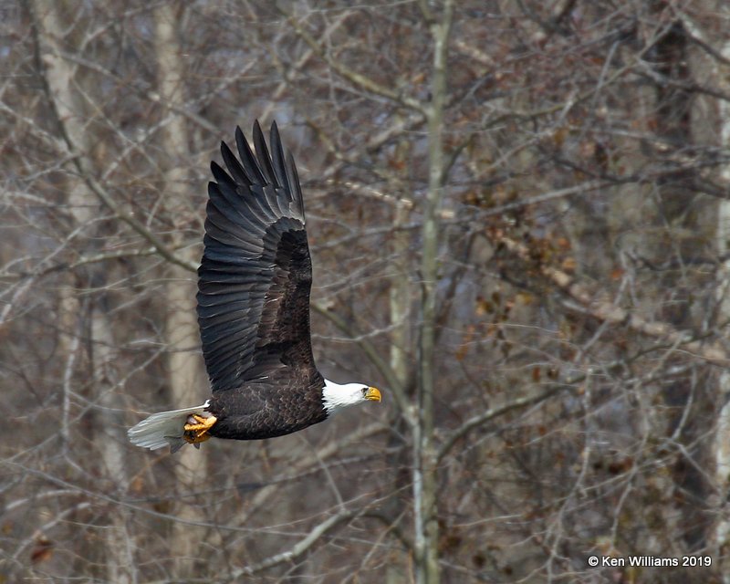 Bald Eagle adult, below Pensacola Dam, OK, 2-18-19, Jpa_35358.jpg