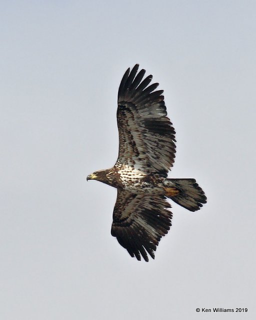 Bald Eagle, 2nd year, below Pensacola Dam, OK, 2-18-19, Jpa_34994.jpg