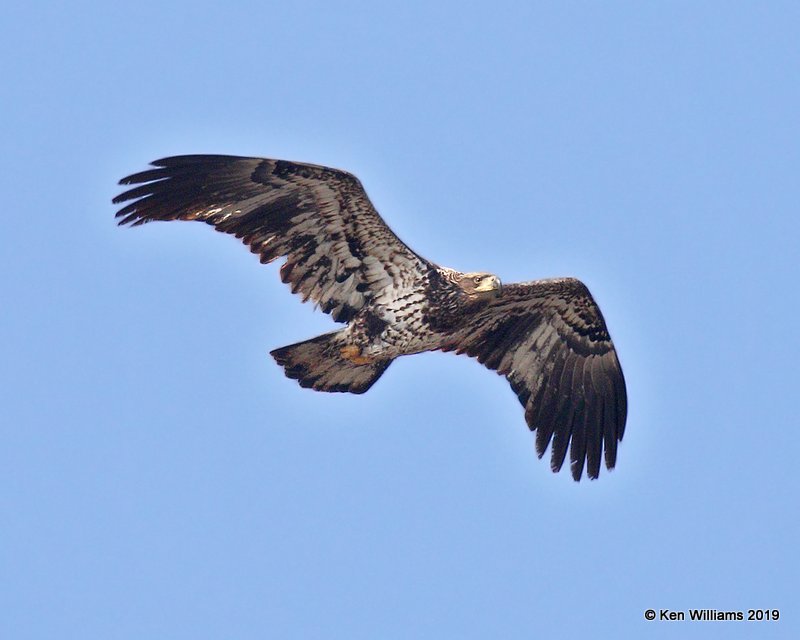 Bald Eagle, 2nd year, below Pensacola Dam, OK, 2-18-19, Jpa_35009.jpg