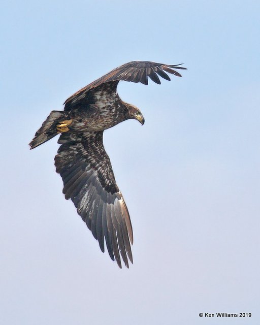 Bald Eagle, 2nd year, below Pensacola Dam, OK, 2-18-19, Jpa_35203.jpg