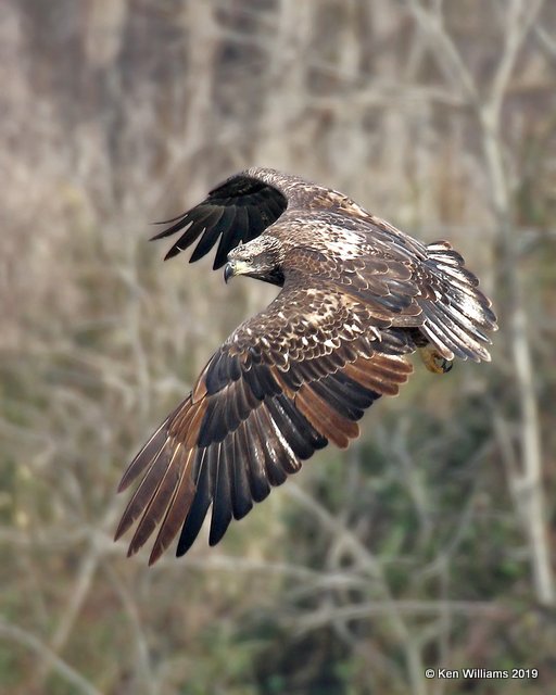 Bald Eagle, 2nd year, below Pensacola Dam, OK, 2-18-19, Jpa_35216.jpg