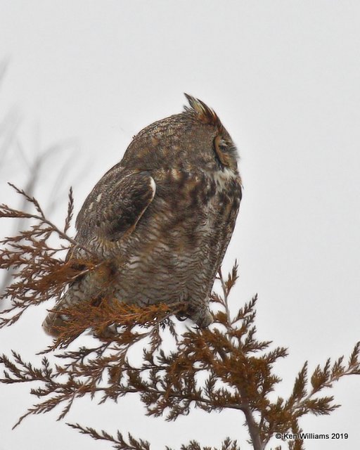 Great Horned Owl, Osage Co, OK, 3-1-19, Jpa_35489.jpg