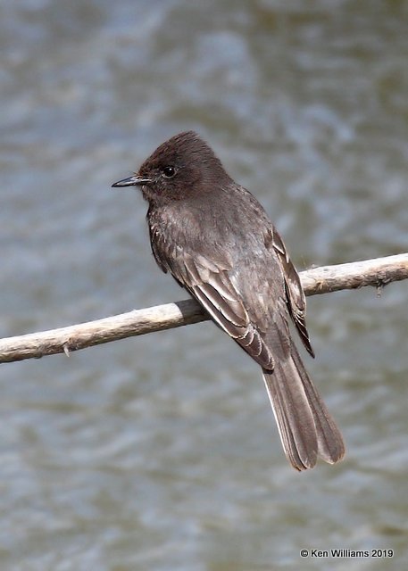 Black Phoebe, Albuquerque, NM, 3-27-19, Jpa_92917.jpg