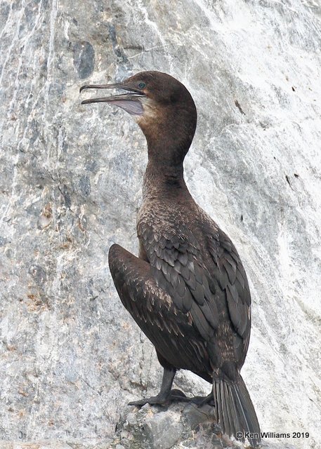 Brandts Cormorant 1st year, Monterey, CA, 3-24-19, Jpa_90303.jpg