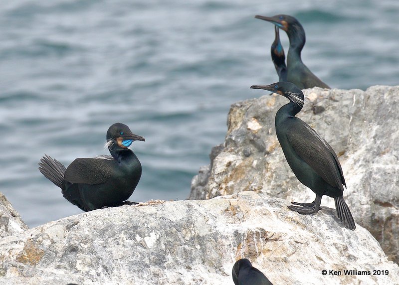 Brandt's Cormorant breeding plumage, Monterey, CA, 3-24-19, Jpa_90309.jpg