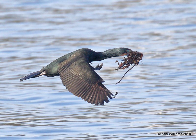 Brandt's Cormorant breeding plumage, Monterey, CA, 3-24-19, Jpa_91089.jpg