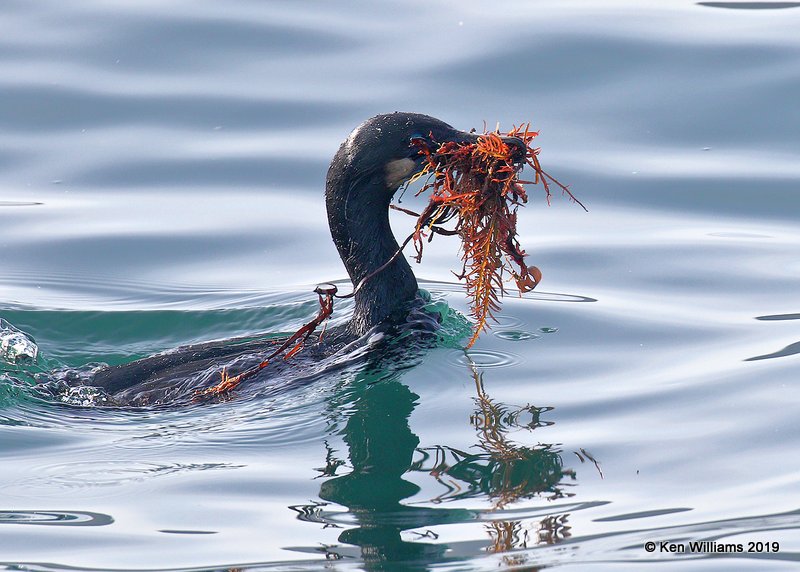 Brandt's Cormorant, Monterey, CA, 3-24-19, Jpa_91101.jpg