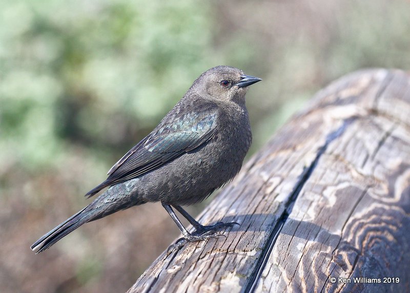 Brewer's Blackbird female, Leffingwell Landing State Park, CA, 3-23-19, Jpa_89699.jpg
