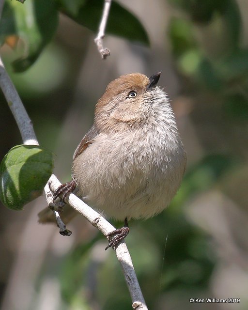 Bushtit female Pacific subspecies, Paso Robles, CA, 03_25_2019, Jpa_92260.jpg