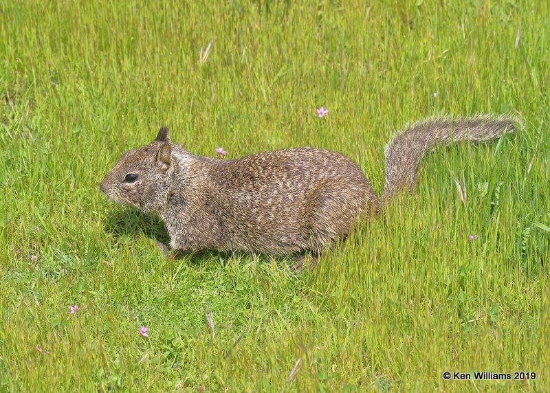 California ground squirrel, Piedras Blancas Elephant Seal rookery, CA, 3-23-19, Jpa_89907.jpg