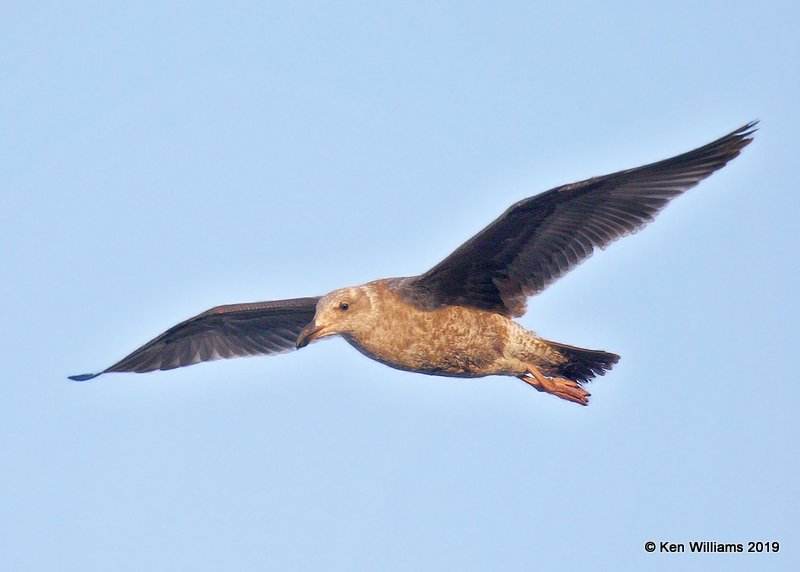 Western Gull 1st cycle, Monterey Wharf, CA, 3-23-19, Jpa_90148.jpg