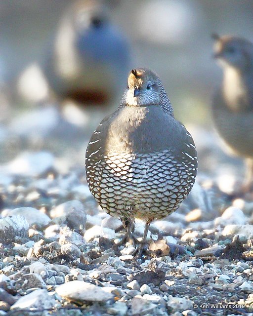 California Quail female, Paso Robles, CA, 03_25_2019, Jpa_92008.jpg