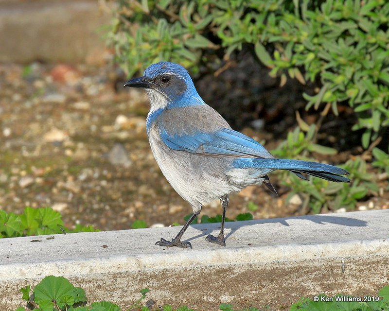 California Scrub-Jay, N. San Miguel, CA, 3-24-19, Jpa_90679.jpg