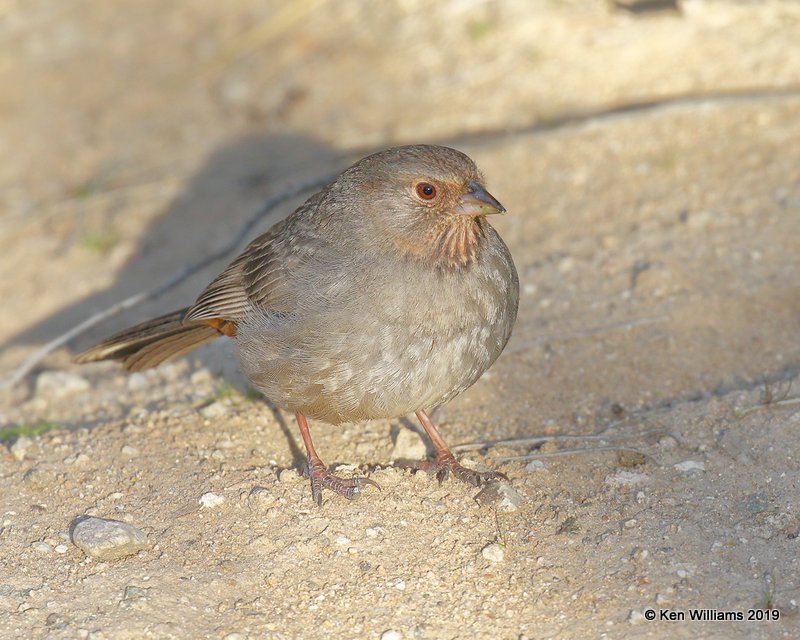 California Towhee, Lancaster CA, 3-22-19, Jpa_88388.jpg