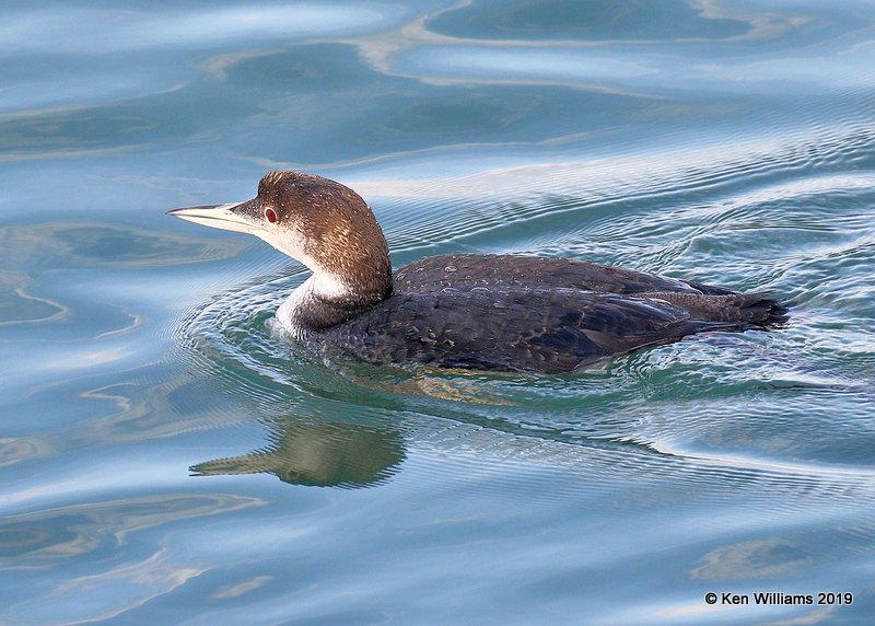 Common Loon non breeding plumage, Monterey wharf, CA, 3-23-19, Jpa_90098.jpg