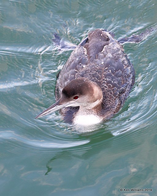 Common Loon non breeding plumage, Monterey wharf, CA, 3-23-19, Jpa_90104.jpg