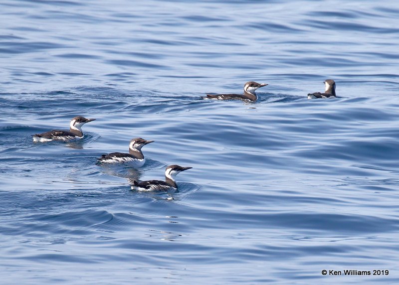 Common Murre nonbreeding, Monterey, CA, 3-24-19, Jpa_91726.jpg