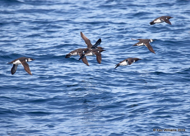 Common Murre, Monterey, CA, 3-24-19, Jpa_91766.jpg