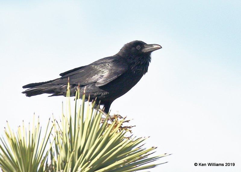 Common Raven, Joshua Tree NP, CA, 3-19-19, Jpa_87951.jpg