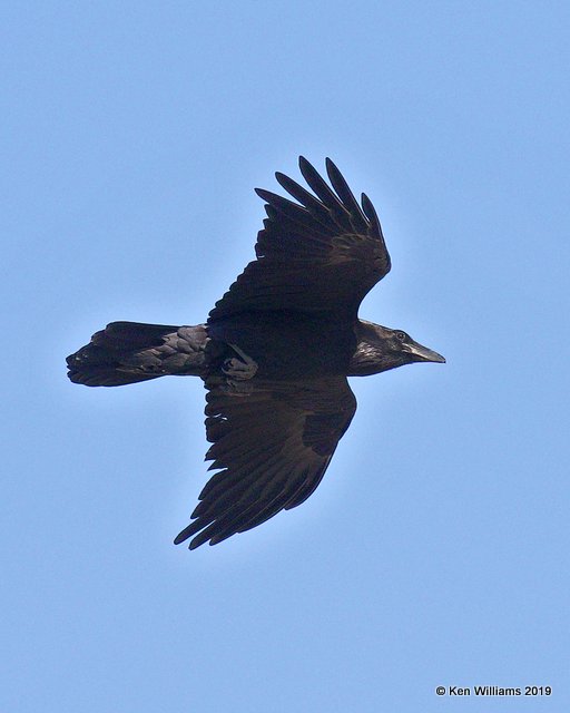 Common Raven, Joshua Tree NP, CA, 3-19-19, Jpa_87987.jpg