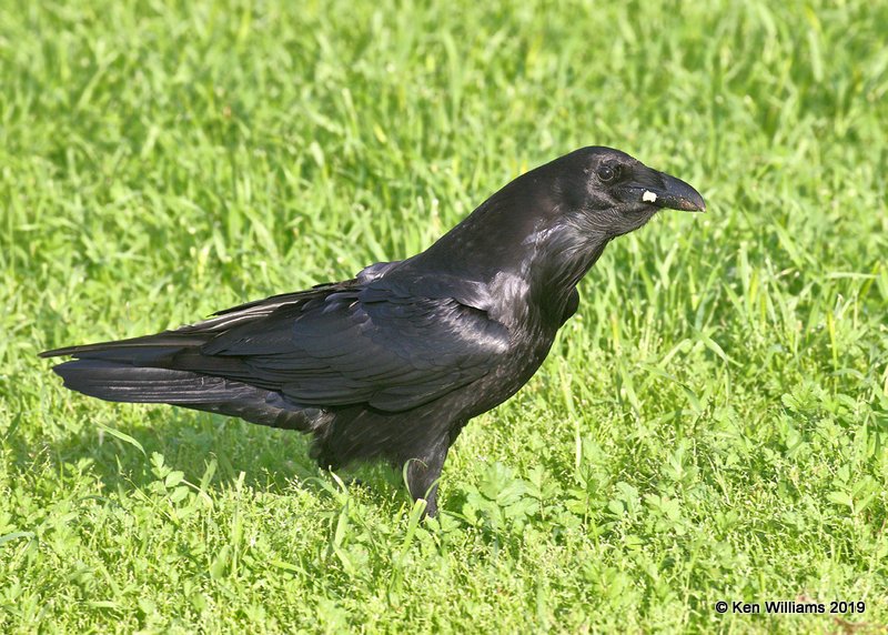 Common Raven, N. San Miguel, CA, 3-24-19, Jpa_90875.jpg