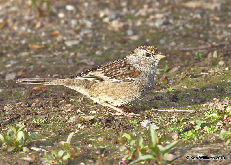 Golden-crowned Sparrow 1st winter, N. San Miguel, CA, 3-24-19, Jpa_90882.jpg