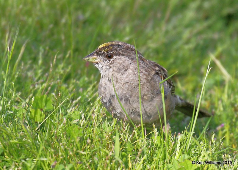 Golden-crowned Sparrow non breeding plumage, N. San Miguel, CA, 3-24-19, Jpa_90556.jpg