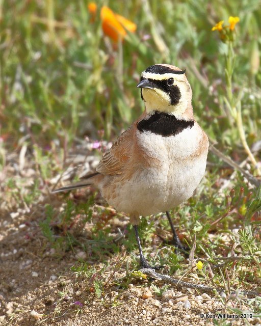 Horned Lark, Antelope Valley Poppy Preserve, Lancaster, CA, 3-21-19, Jpa_88111.jpg