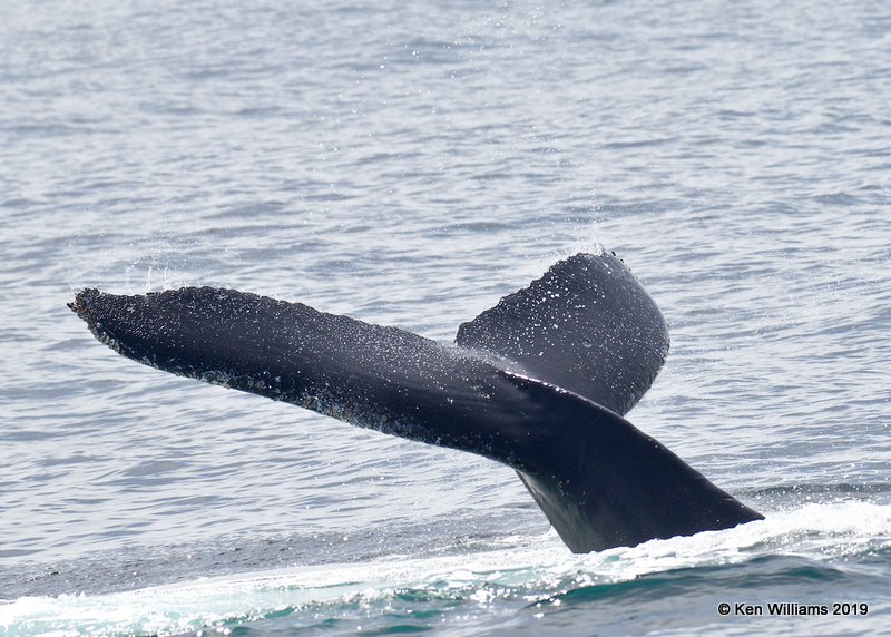 Humpback Whale, Monterey, CA, 3-24-19, Jpa_90187.jpg