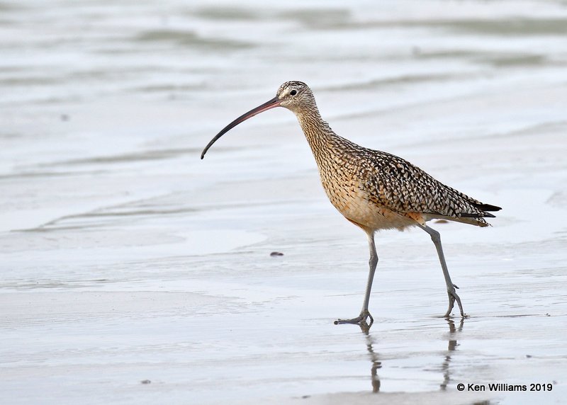 Long-billed Curlew, Moro Bay, CA, 3-22-19, Jpa_89190.jpg