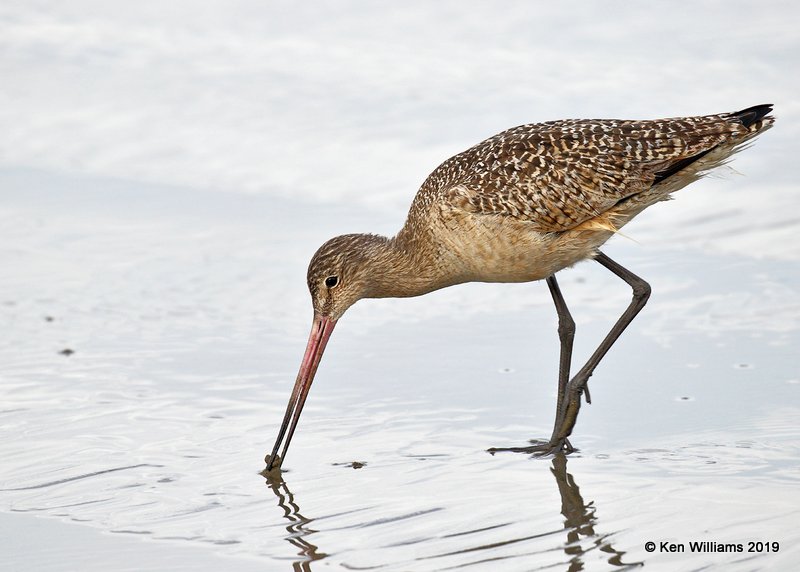 Marbled Godwit, Moro Bay, CA, 3-22-19, Jpa_89165.jpg