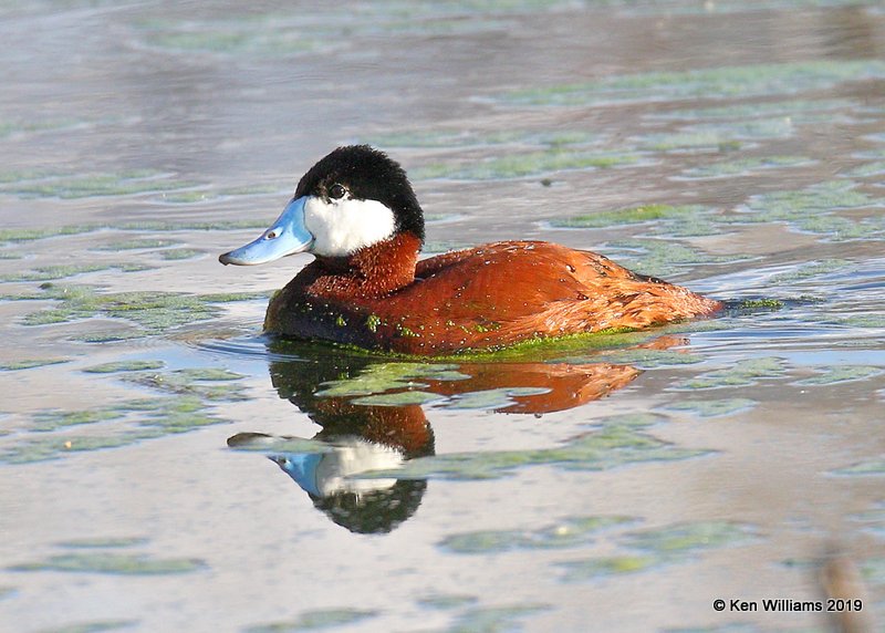 Ruddy Duck male, Sweetwater Wetland, Tucson, AZ, 3-18-19, Jpa_87680.jpg