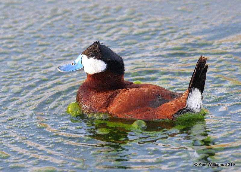 Ruddy Duck male, Sweetwater Wetland, Tucson, AZ, 3-18-19, Jpa_87773.jpg