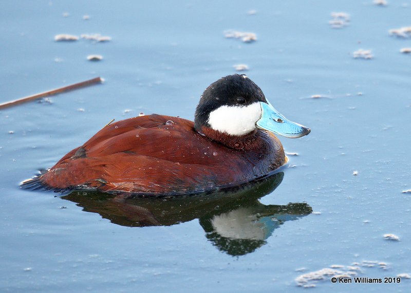 Ruddy Duck male, Sweetwater Wetland, Tucson, AZ, 3-18-19, Jpa_87842.jpg