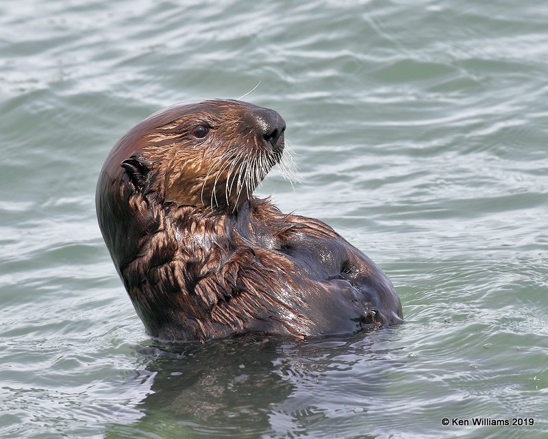 Sea Otter, Harford Pier, CA, 3-22-19, Jpa_88813.jpg