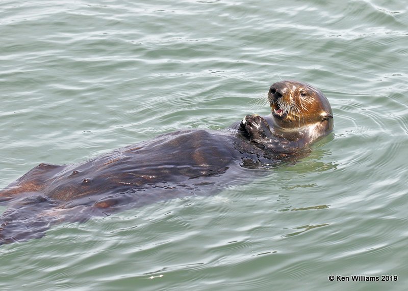 Sea Otter, Harford Pier, CA, 3-22-19, Jpa_88864.jpg