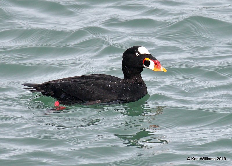 Surf Scoter male, Harford Pier, CA, 3-22-19, Jpa_88996.jpg